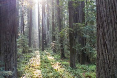 Güneş ışığı huzmeleri Humboldt, Kaliforniya 'daki karanlık, heybetli bir Sekoya ormanını delip geçer. Sekoya ağaçları, Sequoia sempervirens, yeryüzündeki en uzun ve en büyük ağaç türüdür..