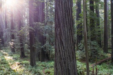 Güneş ışığı huzmeleri Humboldt, Kaliforniya 'daki karanlık, heybetli bir Sekoya ormanını delip geçer. Sekoya ağaçları, Sequoia sempervirens, yeryüzündeki en uzun ve en büyük ağaç türüdür..