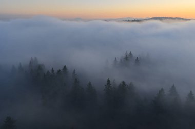 Şafak, Oregon 'daki Willamette Vadisi' nde bulunan ormanların arasında kaybolan sisi aydınlatıyor. Tüm Pasifik Kuzeybatı bölgesi, uçsuz bucaksız ormanları ve nemli ve ılıman havasıyla bilinir..