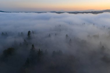 Şafak, Oregon 'daki Willamette Vadisi' nde bulunan ormanların arasında kaybolan sisi aydınlatıyor. Tüm Pasifik Kuzeybatı bölgesi, uçsuz bucaksız ormanları ve nemli ve ılıman havasıyla bilinir..