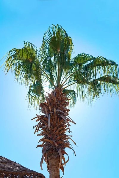 Palmiye Gökyüzüne Karşı — Stok fotoğraf