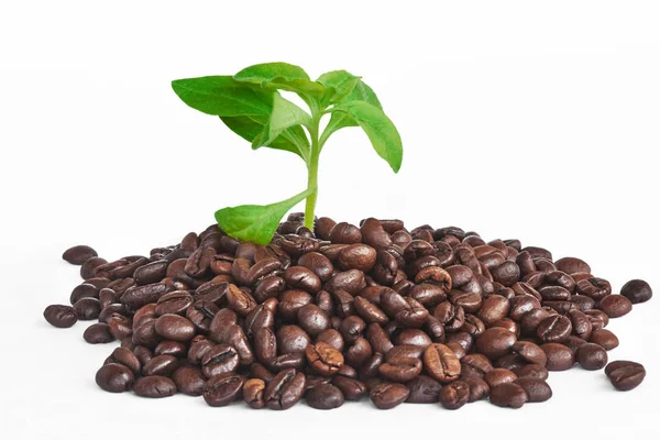 Kaffeebohnen Mit Frisch Wachsenden Grünen Blättern — Stockfoto