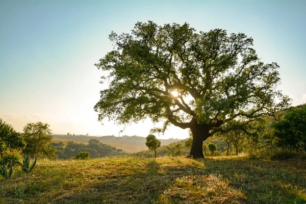 Alcornoque Quercus Suber Paisaje Mediterráneo Sol Tarde Alentejo Portugal Europa — Foto de Stock