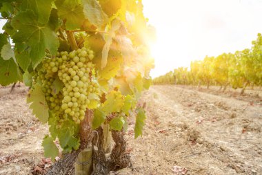 Vineyard with wine grapes along Wine Road in summer, Spain Europe clipart
