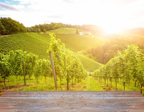 Winnice Wzdłuż Szlaku Winnym Jesieni Austria Europe — Zdjęcie stockowe