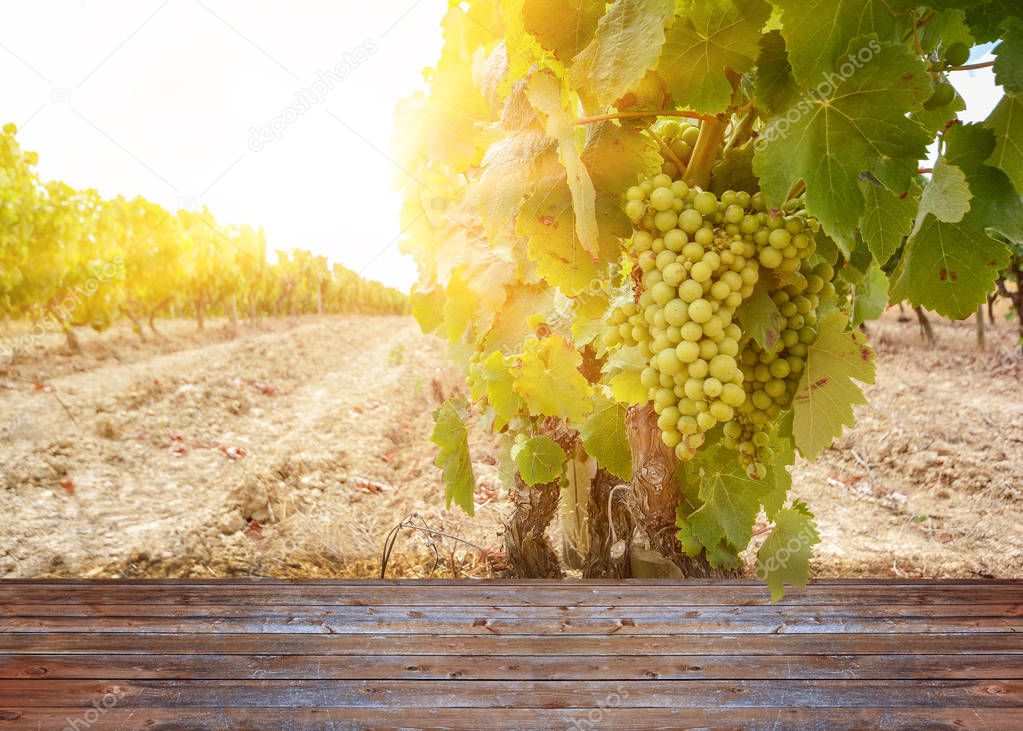 Vineyard with wine grapes along Wine Road in summer, Spain Europe