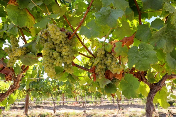 Rijpe Witte Wijndruiven Voor Oogst Een Wijngaard Bij Een Wijnmakerij — Stockfoto