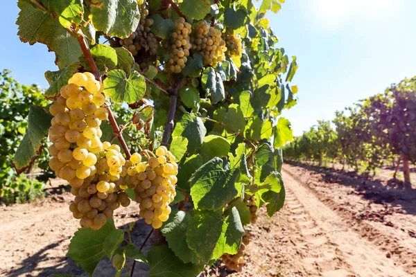 Uvas Vinho Branco Maduras Antes Vindima Numa Vinha Numa Adega — Fotografia de Stock