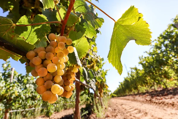 Uvas Vinho Branco Maduras Antes Vindima Numa Vinha Numa Adega — Fotografia de Stock