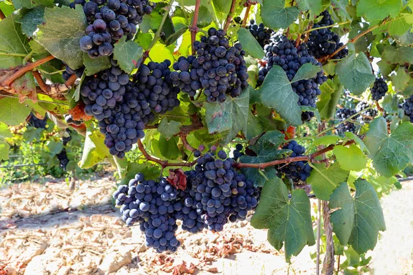 Ripe red wine grapes before harvest in a vineyard at a winery, rural landscape for viticulture and agricultural wine production in Europe