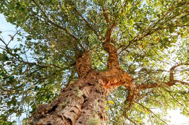 Akşam güneşi ile Portekizce manzara eski bir mantar meşe ağacı (Quercus suber) kabuğu ile Doğal gövde, Alentejo Portekiz Avrupa
