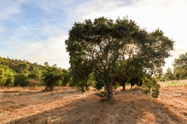 Hermoso Paisaje Rural Portugués Con Viejo Roble Corcho Quercus Suber — Foto de Stock