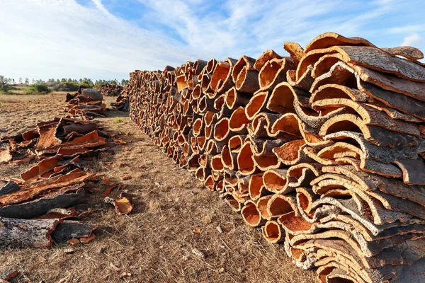 Kora Dębu Korkowego Zebrana Tułowia Dębu Korkowego Quercus Suber Produkcji — Zdjęcie stockowe