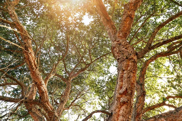 Tronco Natural Com Casca Velho Sobreiro Quercus Suber Paisagem Portuguesa — Fotografia de Stock