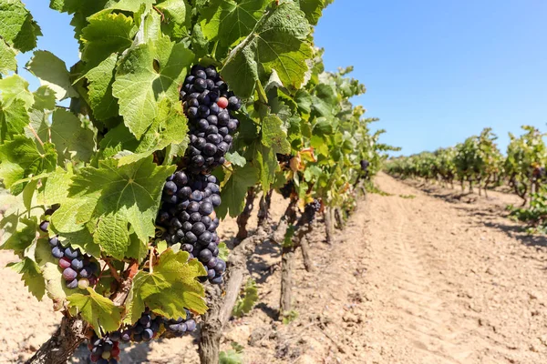 Vineyard Vörösbor Szőlő Közelében Egy Borászat Mentén Borút Késő Nyáron — Stock Fotó