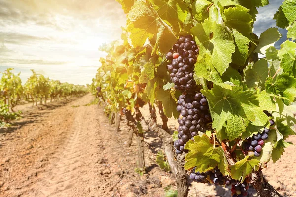 Pôr Sol Sobre Vinhas Com Uvas Vinho Tinto Perto Uma Imagem De Stock