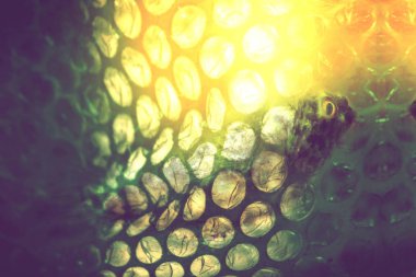 arka plan olarak Denizi kirli plastik ölü balık