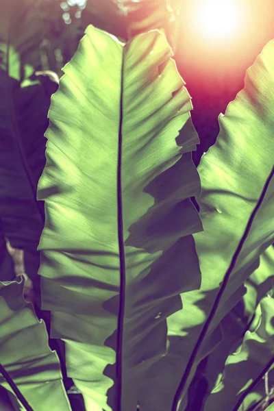 Groene Bananen Blad Patroon Zonlicht Natuurlijke Patroon Achtergrond — Stockfoto