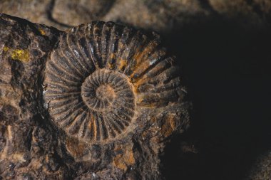 ammonit tarih öncesi fosil taş bankground, paleontoloji kavramı gömülü closeup