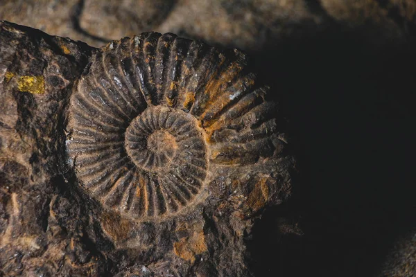 Primer Plano Del Fósil Prehistórico Amonita Incrustado Suelo Piedra Concepto — Foto de Stock