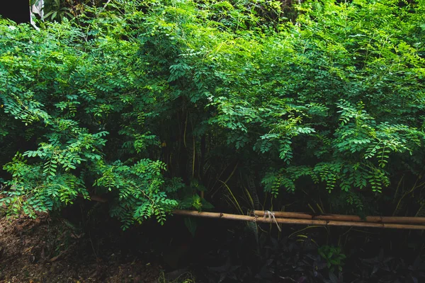 Indigo Geplant Als Grondstof Voor Het Verven Van Indigo Groene — Stockfoto