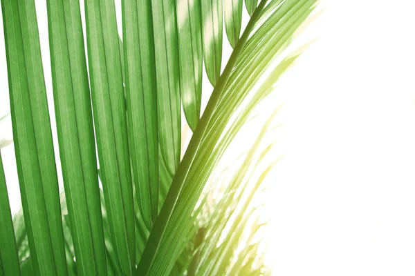 Foglie verdi di palma, fogliame verde chiaro della giungla tropicale, foglie di nypa fruticans sul cielo bianco — Foto Stock