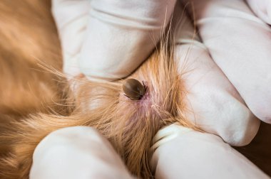 Veteriner doktor köpekten kene alıyor. Hayvan ve veteriner bakımı konsepti.
