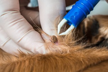 Veteriner doktor köpekten kene alıyor. Hayvan ve veteriner bakımı konsepti.