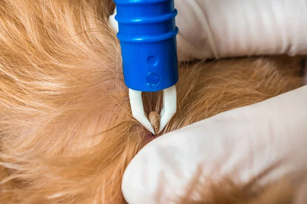 Veterinair Arts Verwijderen Van Een Teek Van Hond Dier Huisdier — Stockfoto