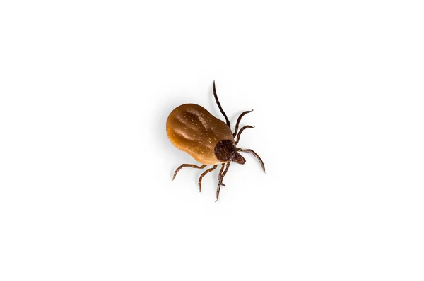 Tick Con Sangue Sta Strisciando Sfondo Bianco — Foto Stock