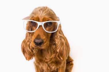 Beyaz arka plan üzerinde izole gözlük ile komik Cocker Spaniel köpek
