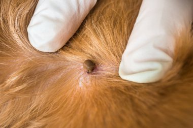 Veteriner doktor köpekten kene alıyor. Hayvan ve veteriner bakımı konsepti.