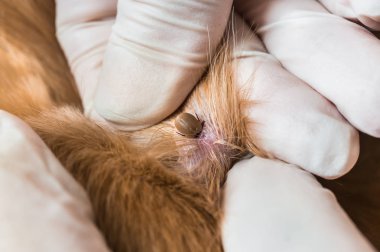 Veteriner doktor köpekten kene alıyor. Hayvan ve veteriner bakımı konsepti.