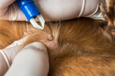 Veteriner doktor köpekten kene alıyor. Hayvan ve veteriner bakımı konsepti.