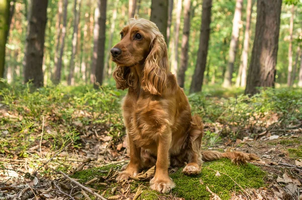 Englischer Cocker Spaniel Hund Sitzt Wald — Stockfoto