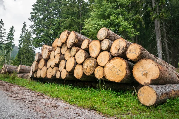 Trunks of trees with denoted tree trunk diameter stacked on the ground