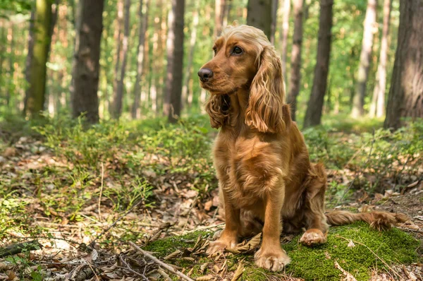 Inglês Cocker Spaniel Cão Está Sentado Floresta — Fotografia de Stock