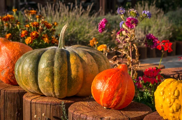 Citrouilles Décoratives Dans Jardin Automne Concept Saisonnier — Photo