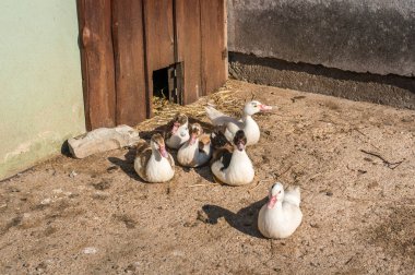 Köy çiftlik - Evcil hayvanlar ve ülke hayat kavramı üzerinde muhafaza içinde ördekler