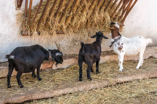 Chèvres Enclos Ferme Villageoise Animaux Domestiques Concept Vie Rurale — Photo