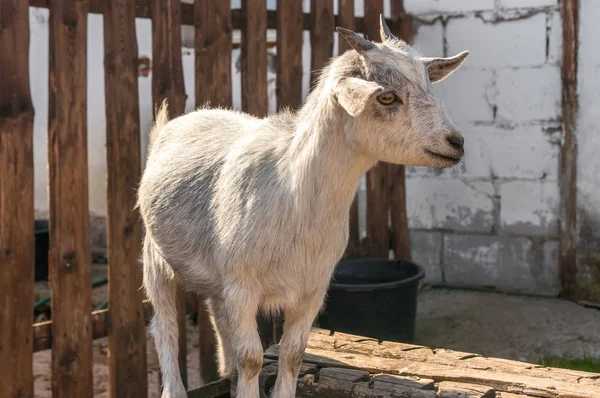 Chèvre Enclos Ferme Villageoise Animaux Domestiques Concept Vie Rurale — Photo