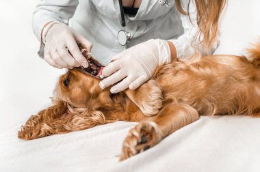 Dişi bir köpek - hayvan hastalıklarıyla ilgili kaygı kavramı kontrol veteriner