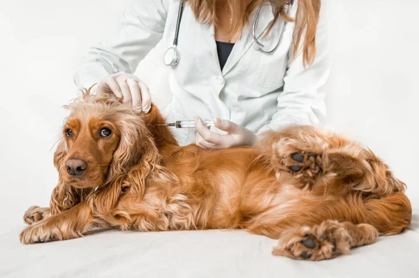 Veterinario Que Inyección Del Perro Concepto Asistencia Veterinaria — Foto de Stock