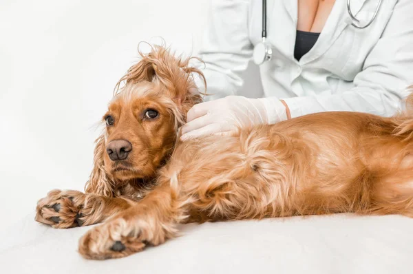 Ветеринарні Перевірки Вух Собаки Концепція Ветеринарного Догляду — стокове фото
