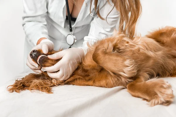 Veterinarian checking teeth of a dog - veterinary care concept
