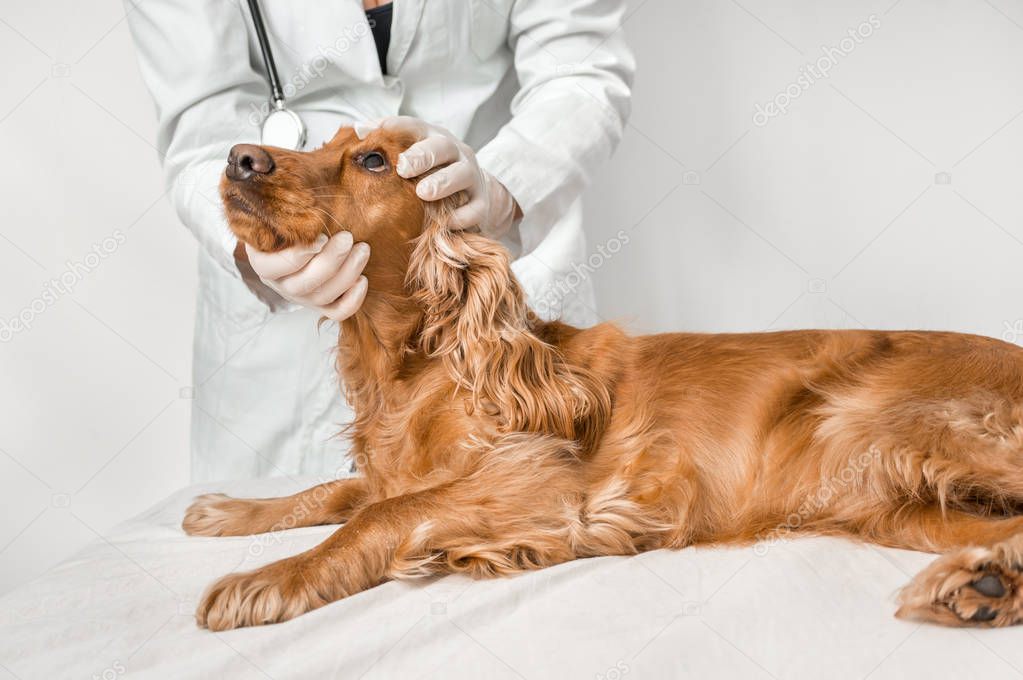 Veterinarian checking eyes of a dog - veterinary care concept