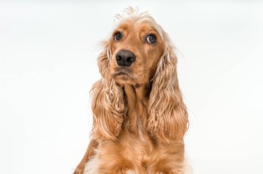 İngilizce spaniel köpek beyaz arka plan üzerinde izole yavru