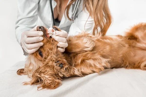 Veterinario Que Revisa Los Dientes Perro Concepto Atención Veterinaria — Foto de Stock