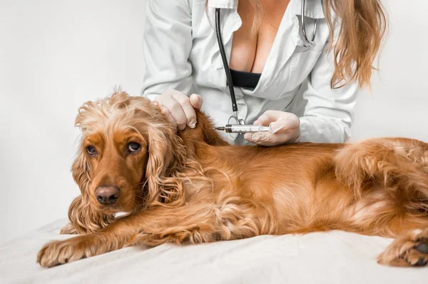 Veterinario Que Inyección Del Perro Concepto Asistencia Veterinaria — Foto de Stock