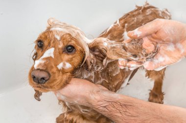 İngiliz cocker spaniel köpek bir küvetin içinde şampuan, sabun ve su ile duş alıyor